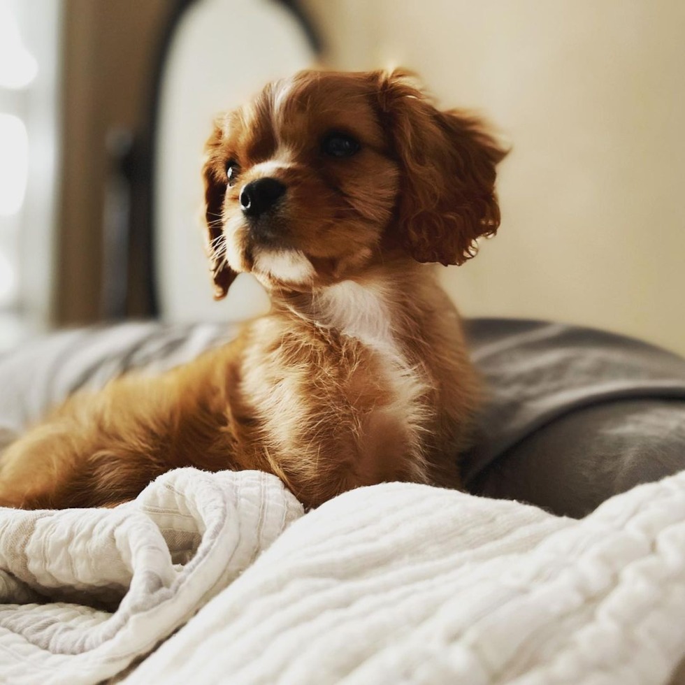 Graceful Cavalier King Charles Spaniel puppy
