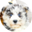Mini Huskydoodle Puppy For Sale - Premier Pups