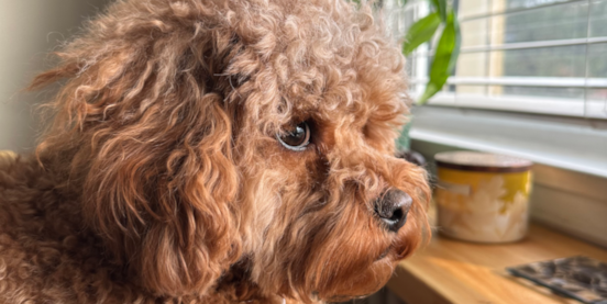 Cavapoo Generations: An Essential Guide 