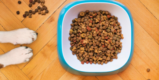 Puppy Feeding 101: A Comprehensive Guide for Raising a Healthy Pup