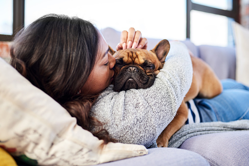 A puppy for your lifestyle - Part 1 - Premier Pups