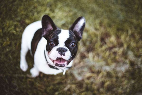 A puppy for your lifestyle - Part 1 - Premier Pups