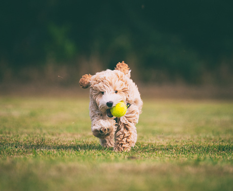 A puppy for your lifestyle – Part 2 – Premier Pups