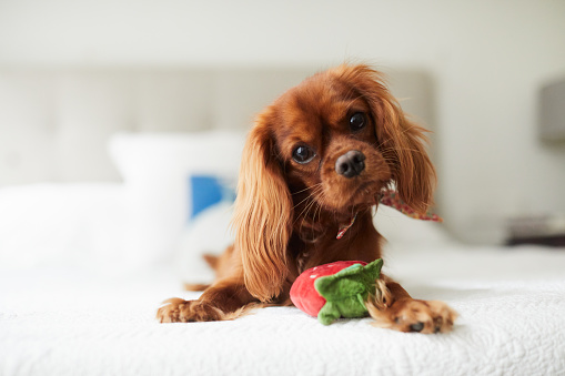 A puppy for your lifestyle – Part 3 – Premier Pups 