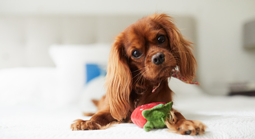 A Puppy for your Lifestyle - Part 3 A Puppy for your Lifestyle - Part 3