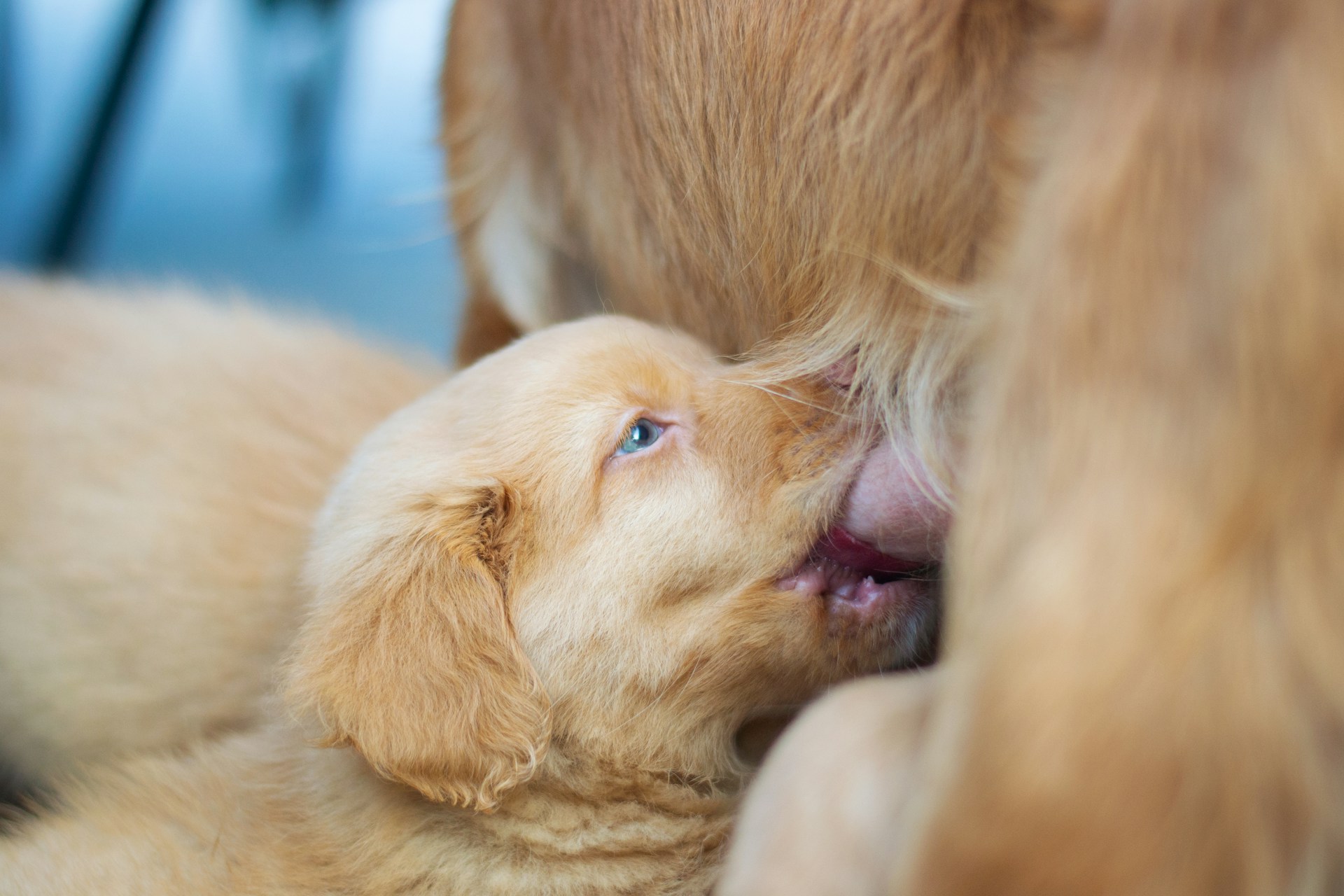 mother dog nursing new born puppy