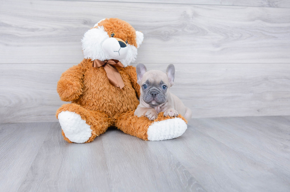 French Bulldog puppies for sale | PremierPups.com