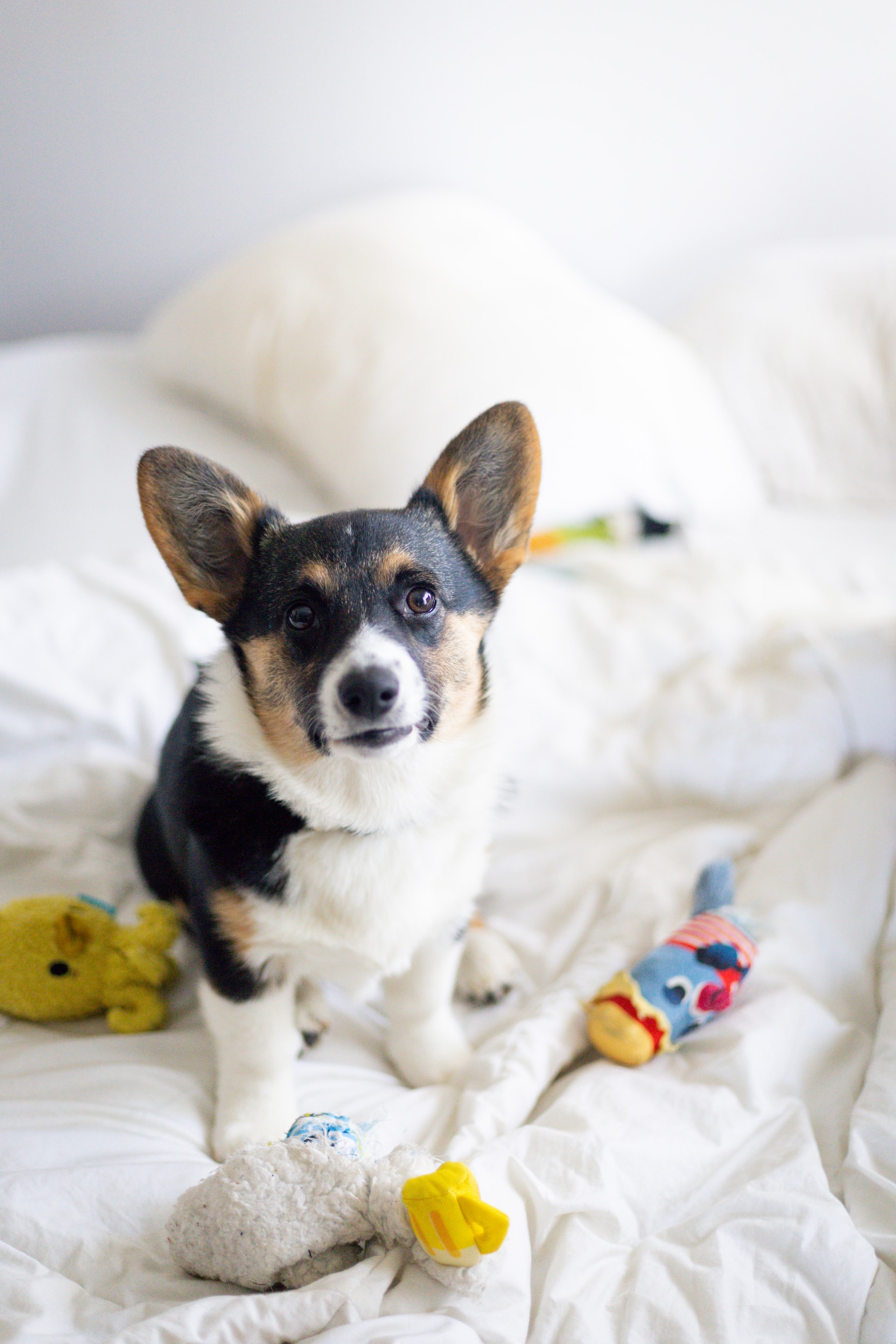 corgi puppy on bed surrounded by toys