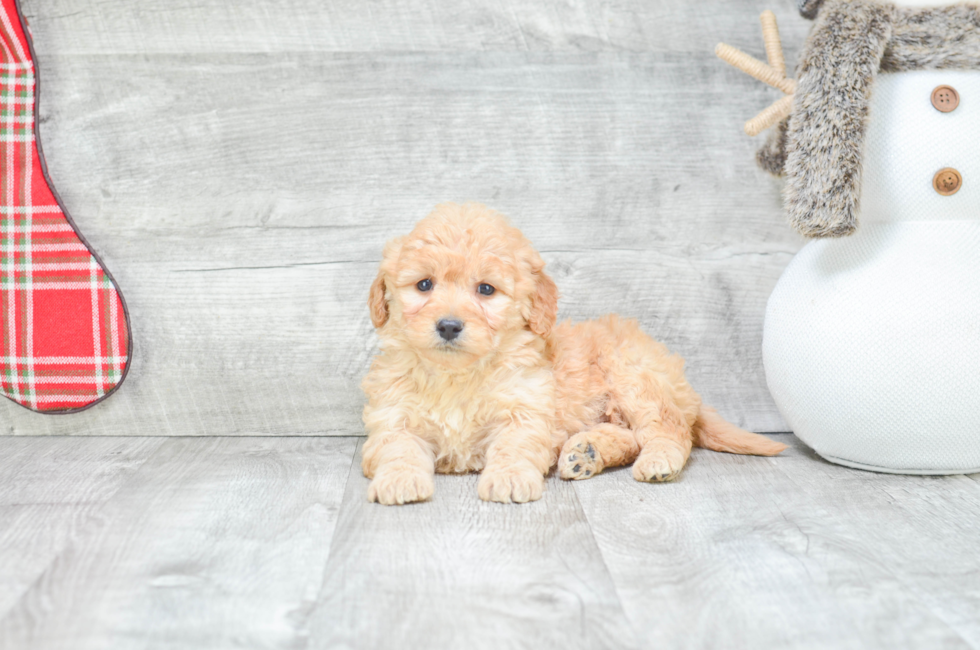 Miniature Goldendoodle puppies for sale Mixed small breed puppies for