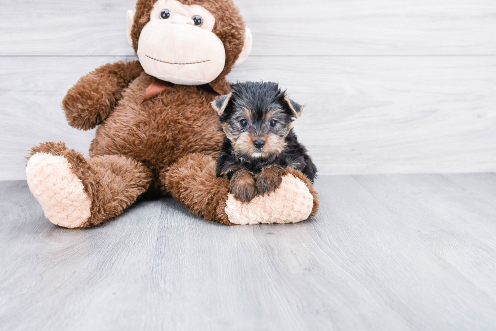 Meet Lacie - our Yorkshire Terrier Puppy Photo 
