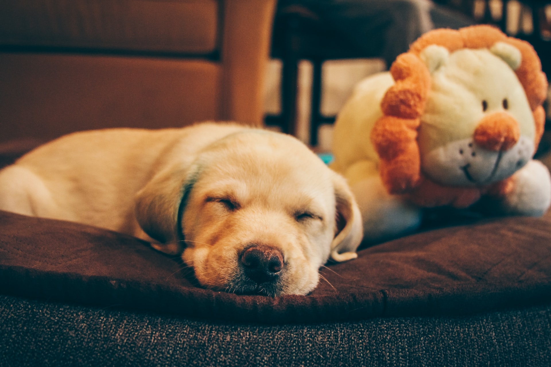 cute puppy napping