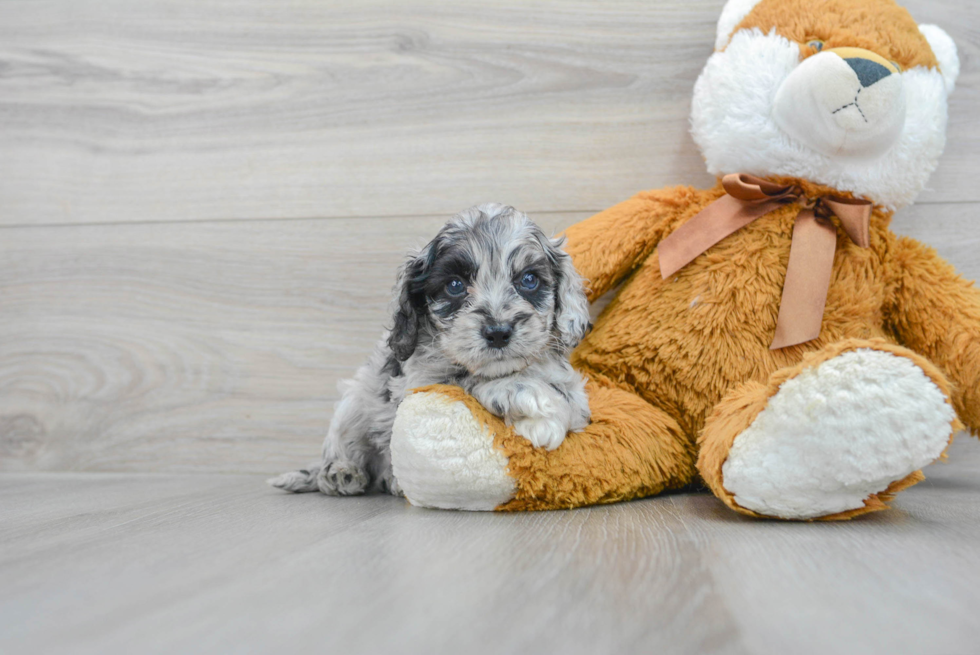 blue merle teacup cockapoo puppy sitting next to an orange teddy bear