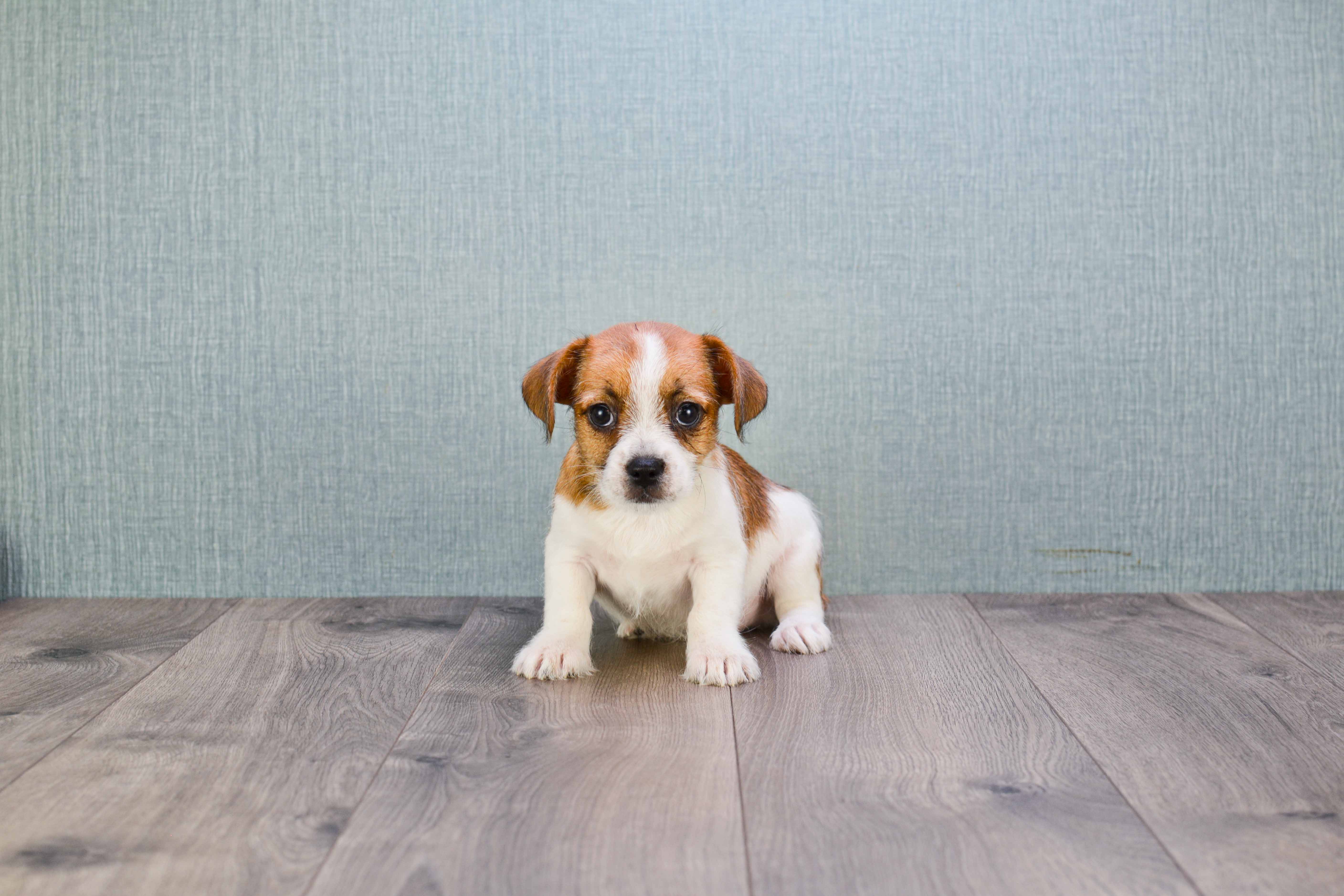french bulldog yorkie mix puppies