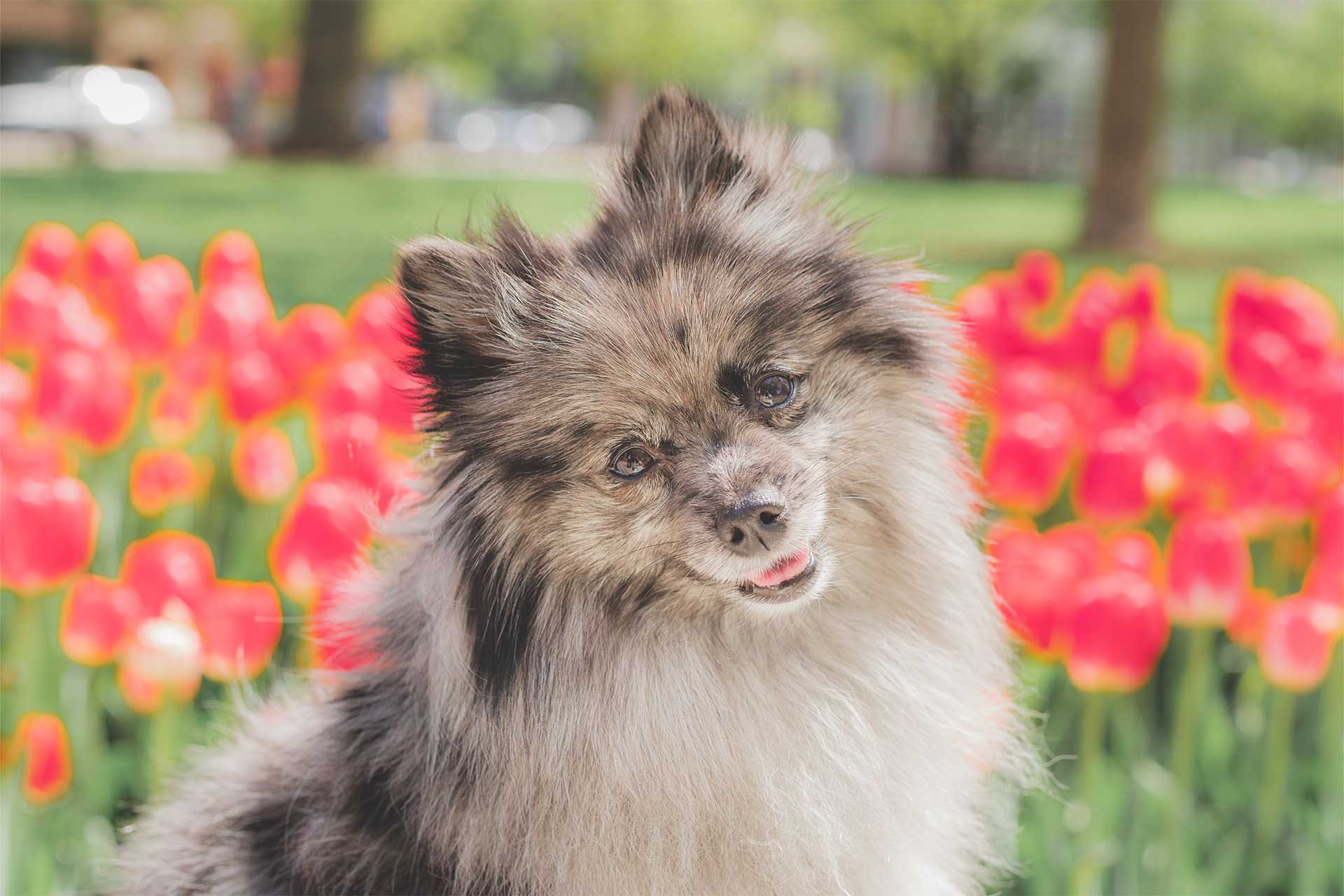 merle Pomeranian dog posing in a field of flowers