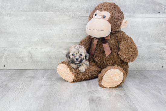 Popular Teddy Bear Designer Pup