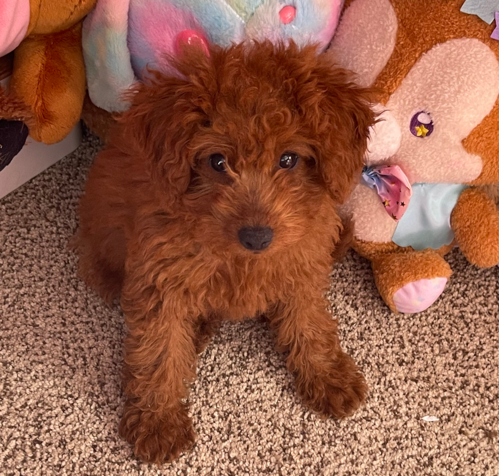red mini goldendoodle puppy sitting on a carpet near plush toys. the red dog is looking up at the camera