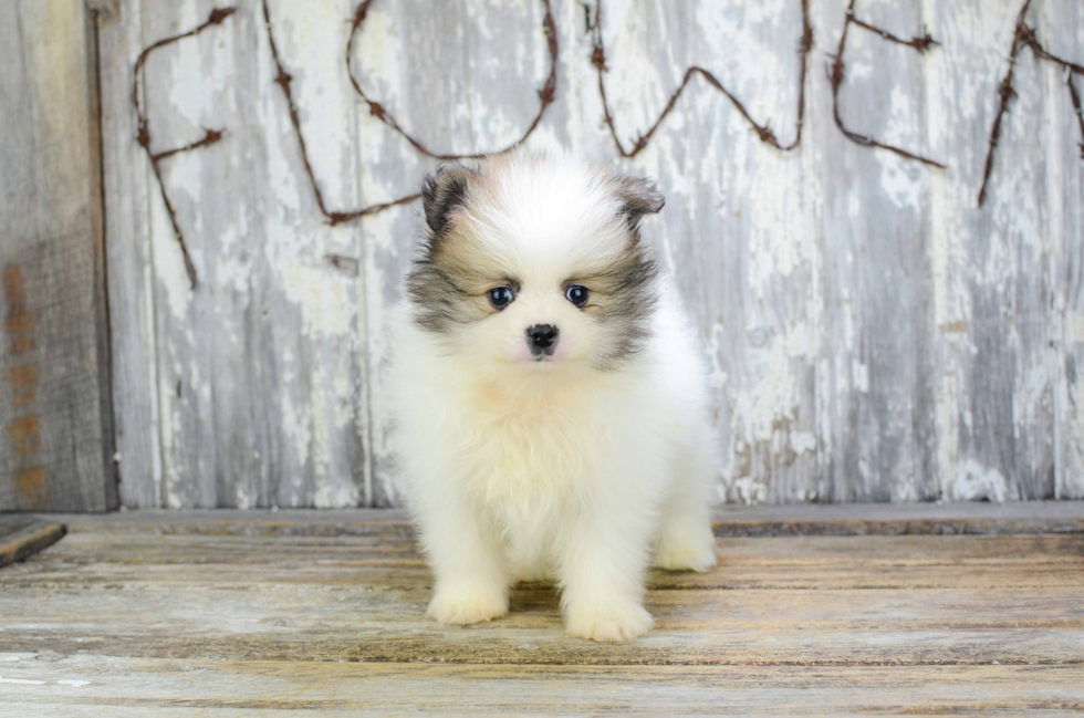 Little Pomeranian Purebred Pup