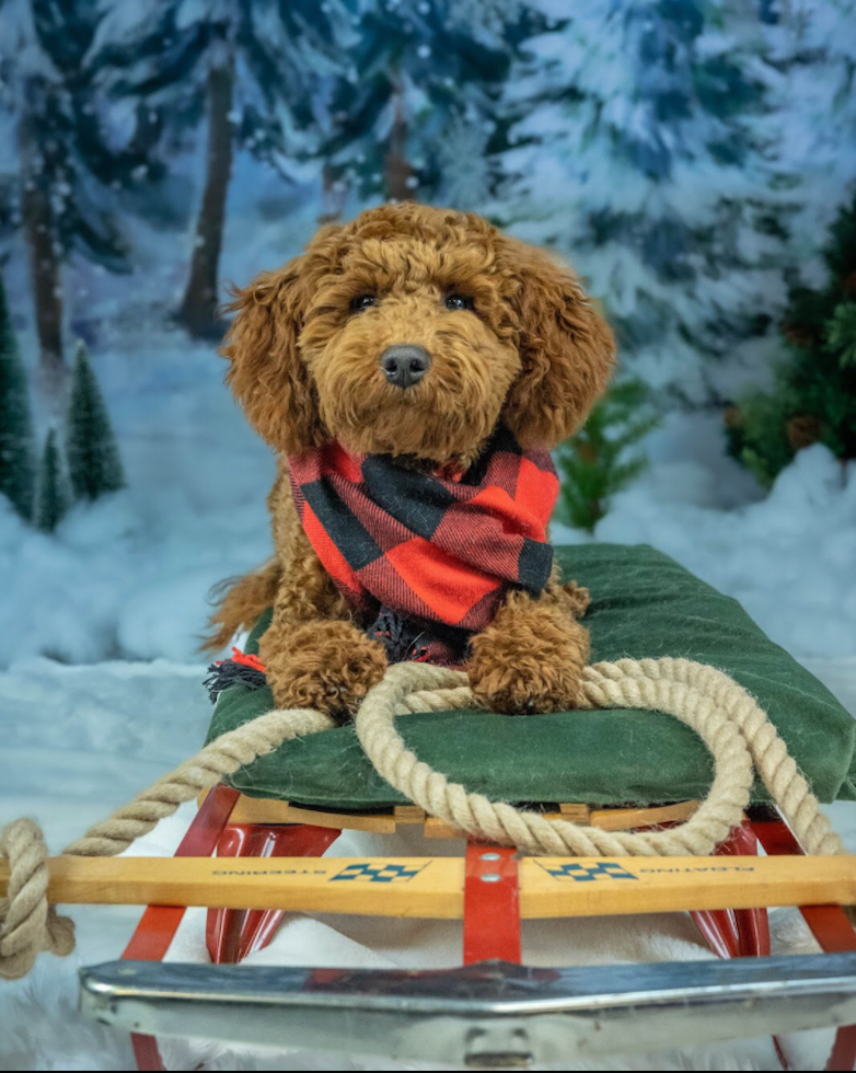 full grown mini goldendoodle adult dog sitting on a sleigh in a snowy landscape