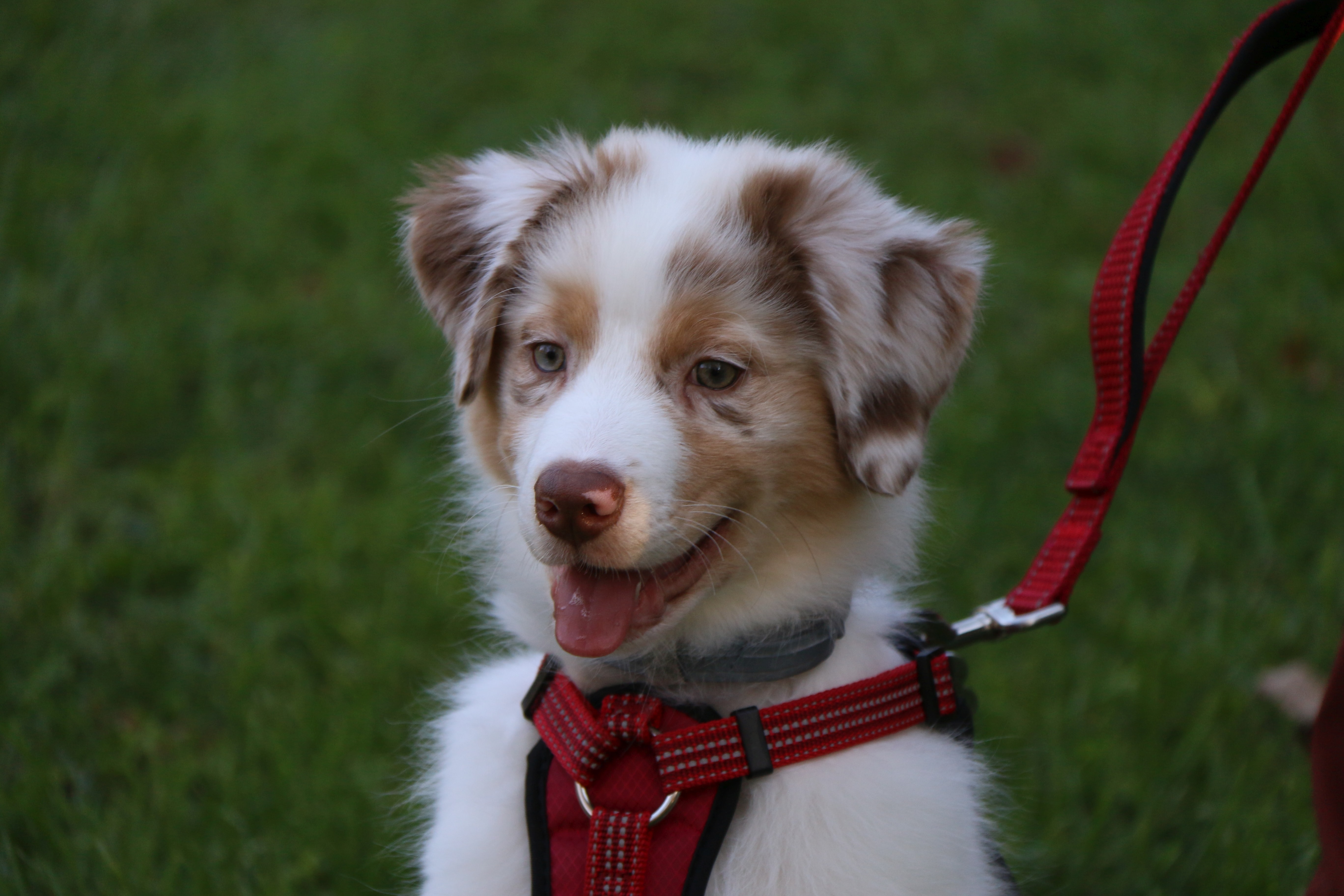 dog wearing a red collar and leash