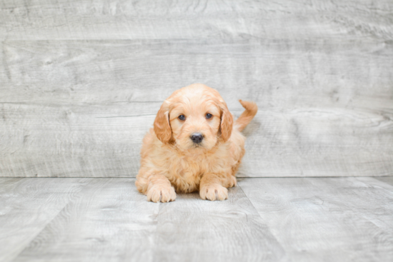 Best Mini Goldendoodle Baby