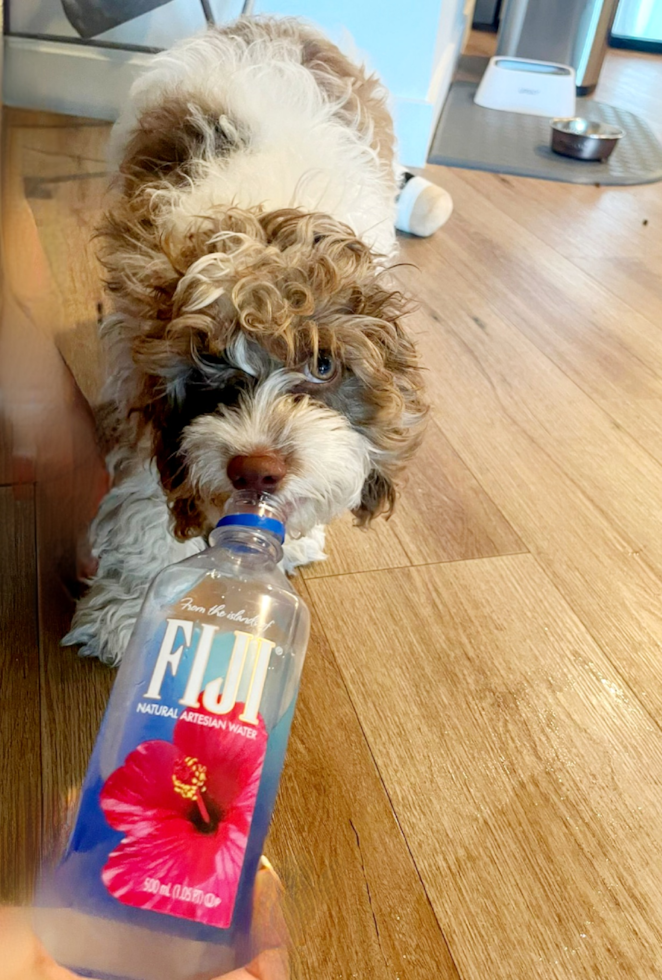 adult cockapoo sniffing a fiji water bottle 