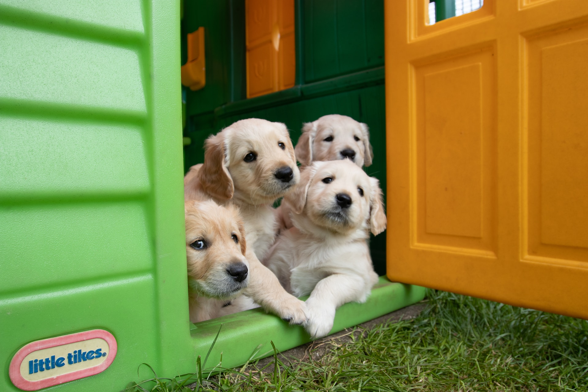 yellow labrador puppies in green plastic house