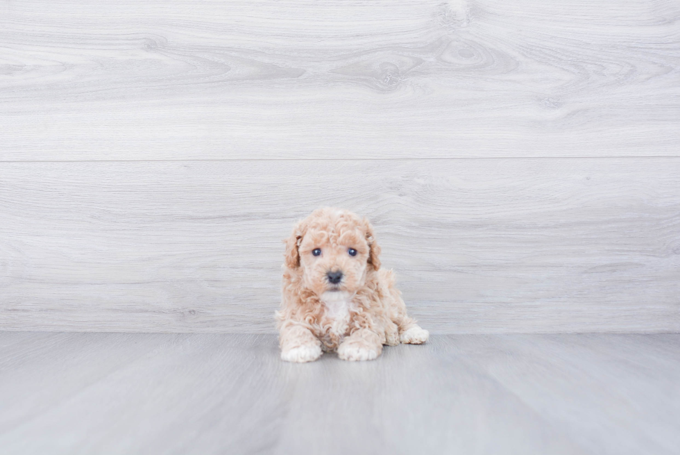 Meet Sebastian Von Fluff - our Maltipoo Puppy Photo 3/3 - Premier Pups