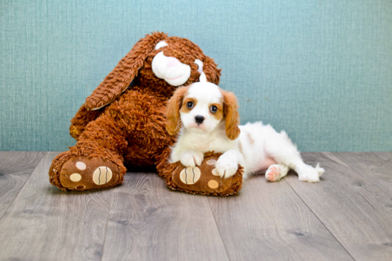 Funny Cavalier King Charles Spaniel Purebred Pup