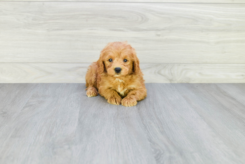 Meet Gavin - our Mini Goldendoodle Puppy Photo 3/3 - Premier Pups