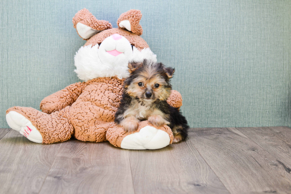 Yorkie Pom Puppy for Adoption