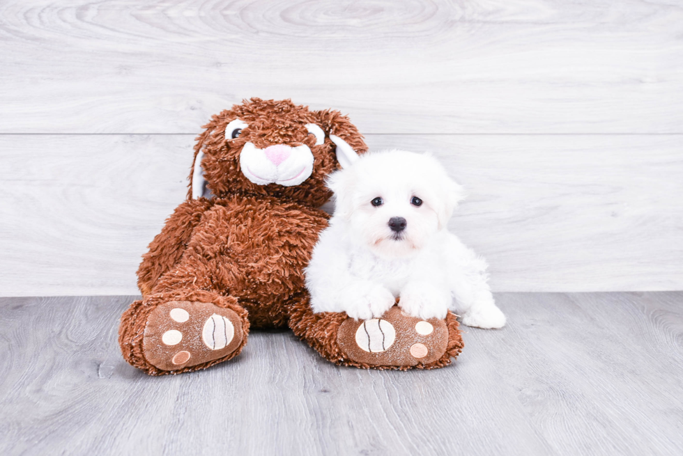 Sweet Maltese Martin: 1lb 14oz Purebred Puppy