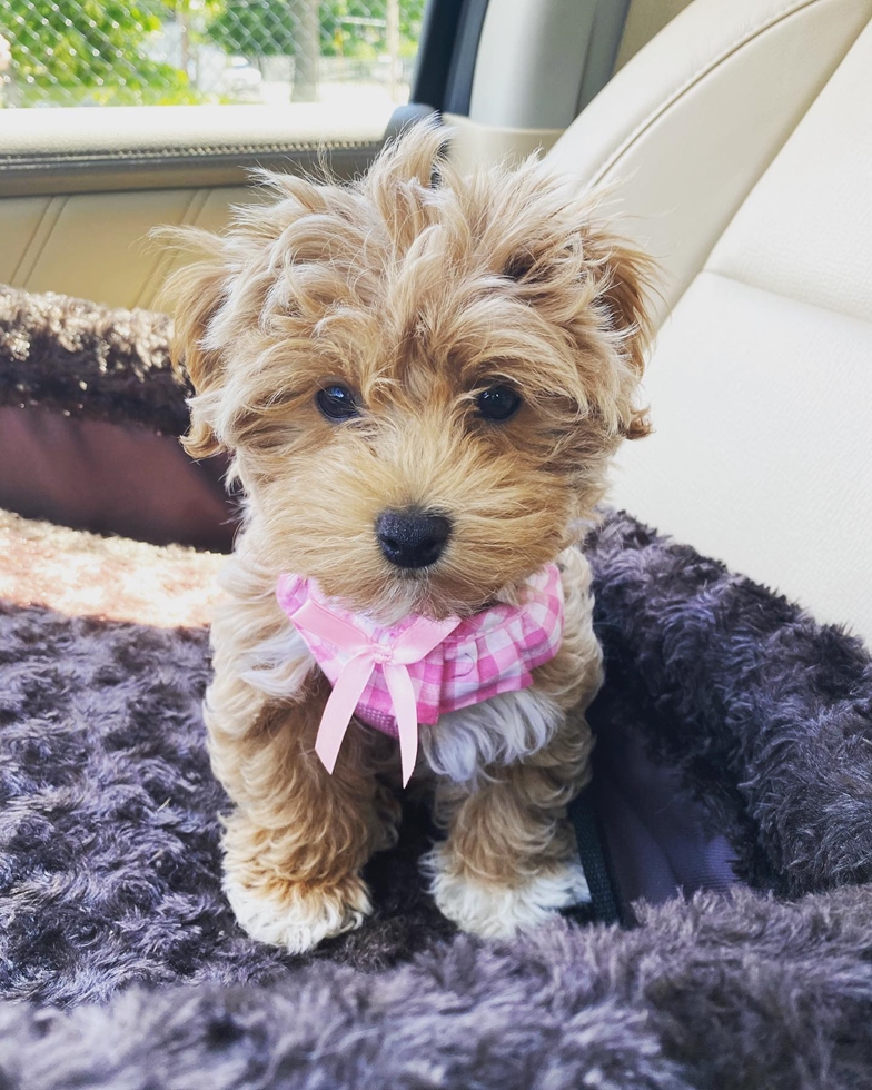 Fluffy Maltipoo pup a delightful cross of Maltese and Toy Poodle