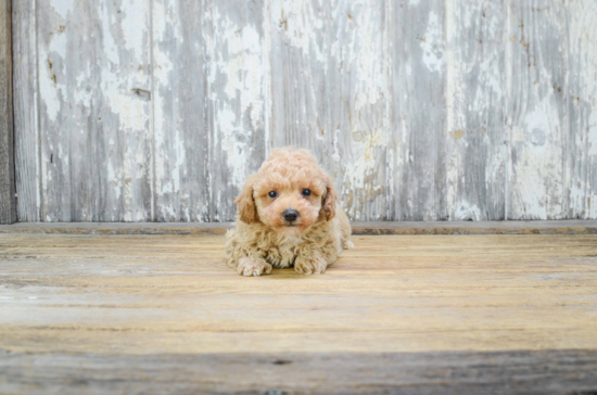Small Poodle Purebred Pup