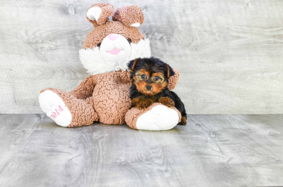 Small breed puppies for sale Teacup Pups for sale in Ohio Premier Pups