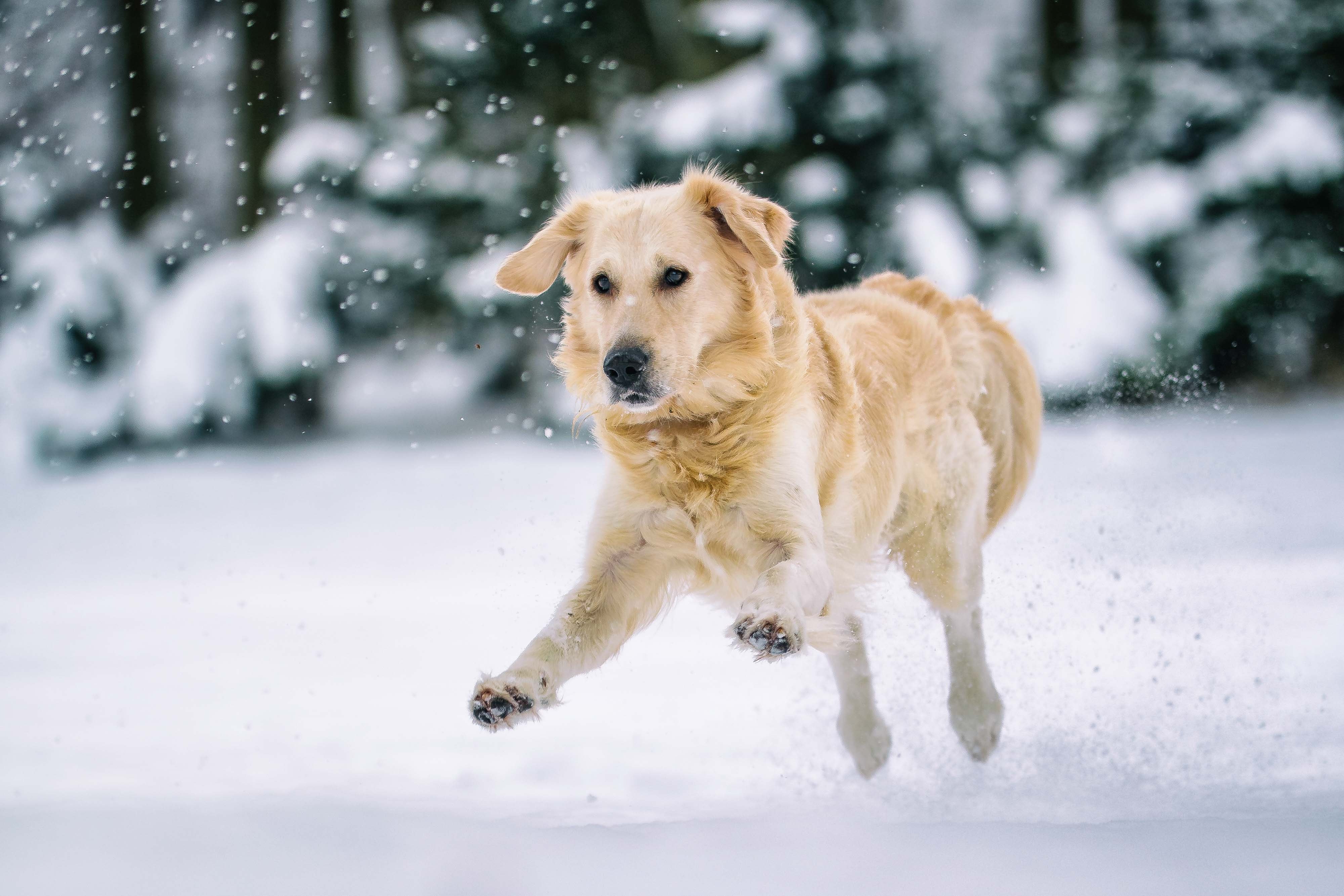 funny dog picture of a golden dog jumping on snow