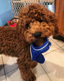 Sweet Cockapoo Poodle Mix Pup