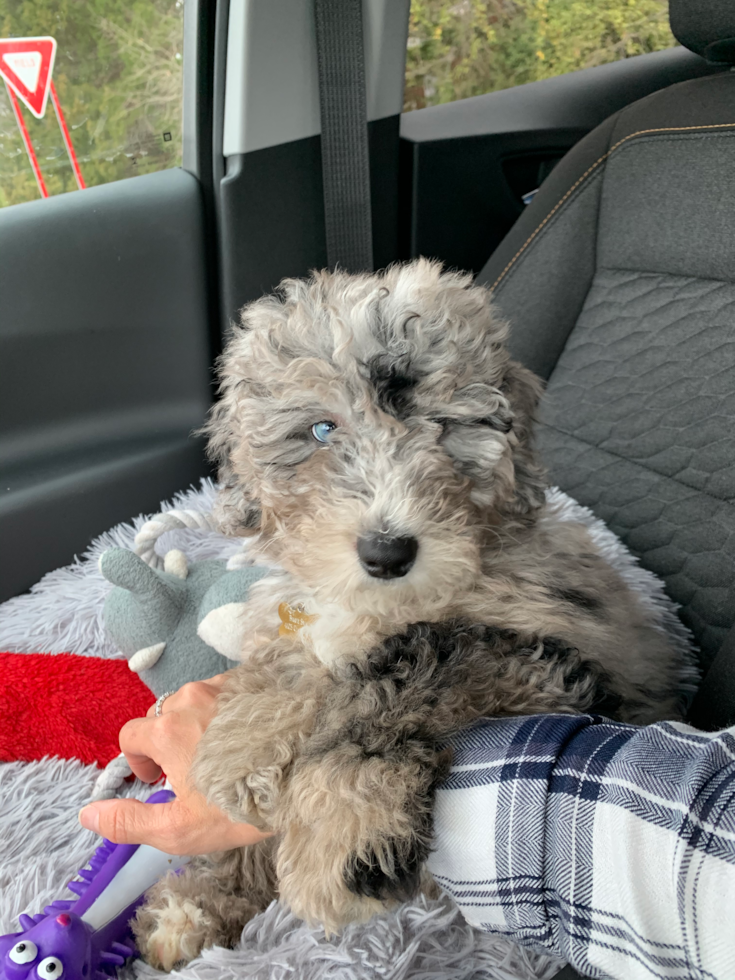 wavy coated f1 mini bernedoodle 