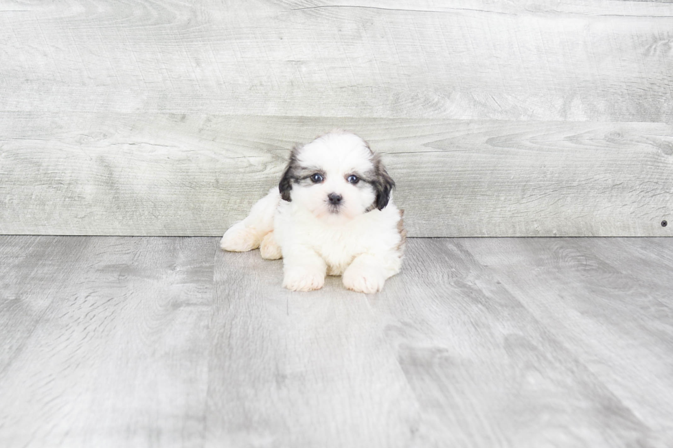 Meet Arielle - our Teddy Bear Puppy Photo 2/3 - Premier Pups
