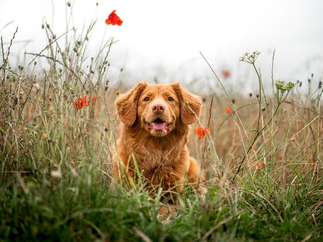 happy brown dog in a filed of poppies