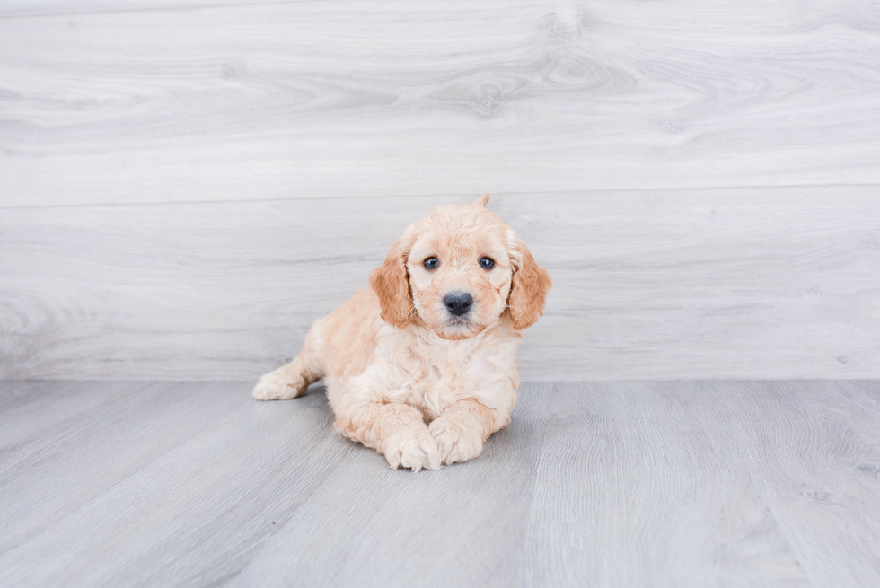 Meet Spencer - our Mini Goldendoodle Puppy Photo 3/3 - Premier Pups