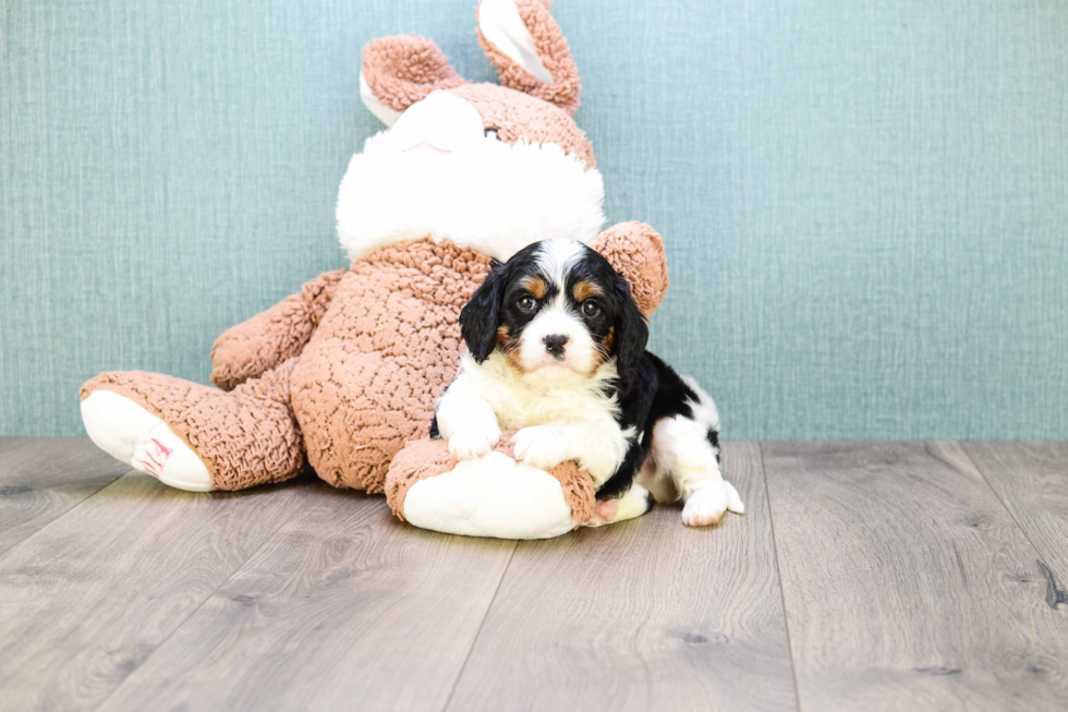 Meet Prince - our Cavalier King Charles Spaniel Puppy Photo 