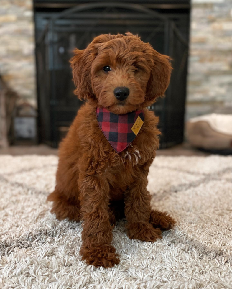 chocolate mini goldendoodle teddy bear cut