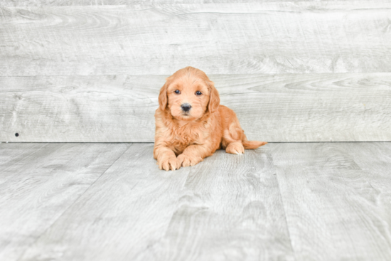 Mini Goldendoodle Pup Being Cute