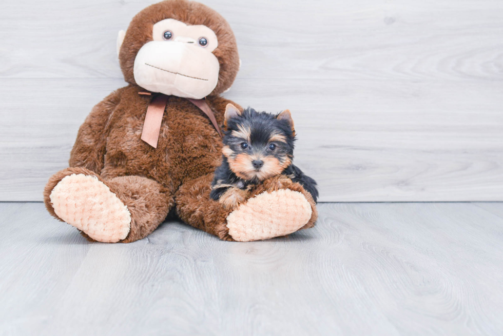 Meet Sunny - our Yorkshire Terrier Puppy Photo 