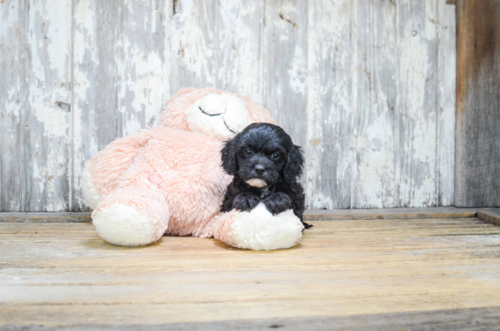 Energetic Cavoodle Poodle Mix Puppy