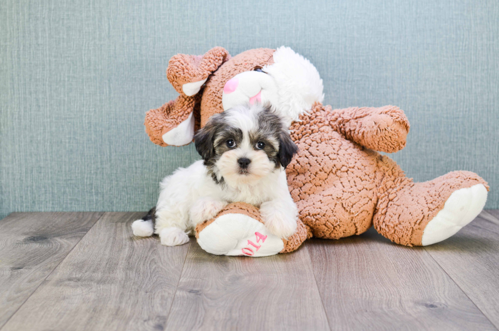Teddy Bear Puppies For Sale Shichon puppies for sale in Ohio