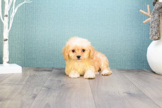 Happy Cavachon Baby