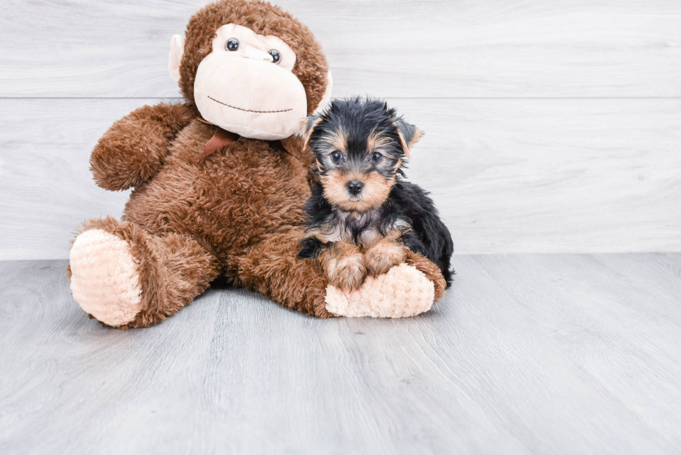 Meet Lola - our Yorkshire Terrier Puppy Photo 