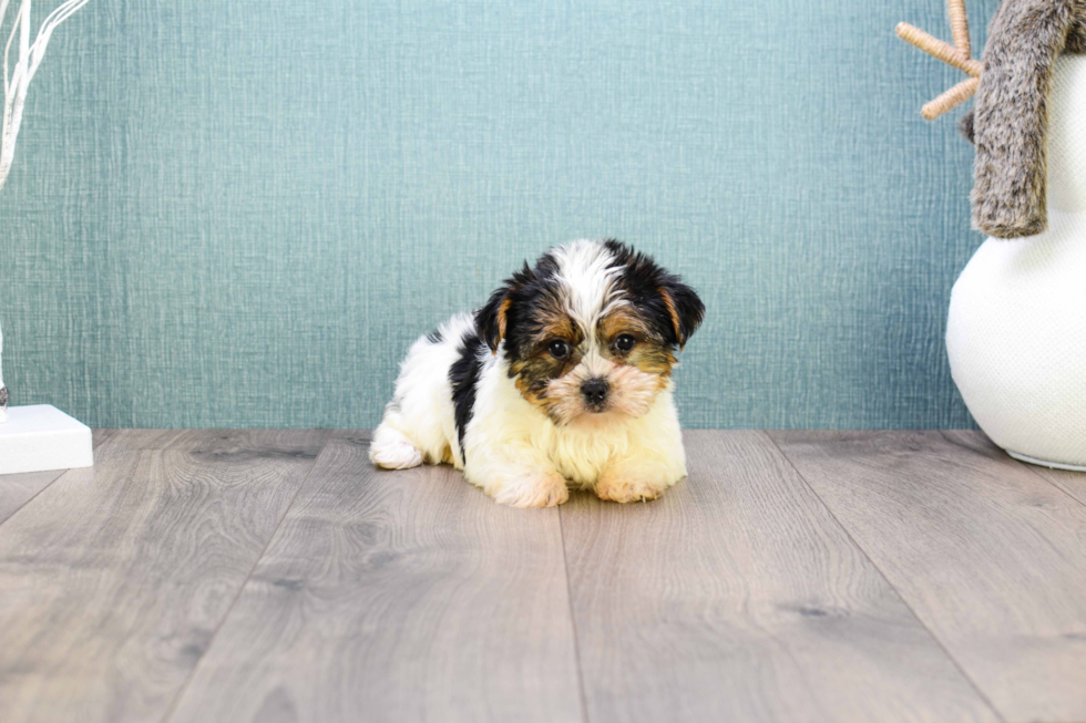 Meet Teacup-Beyonce - our Yorkshire Terrier Puppy Photo 