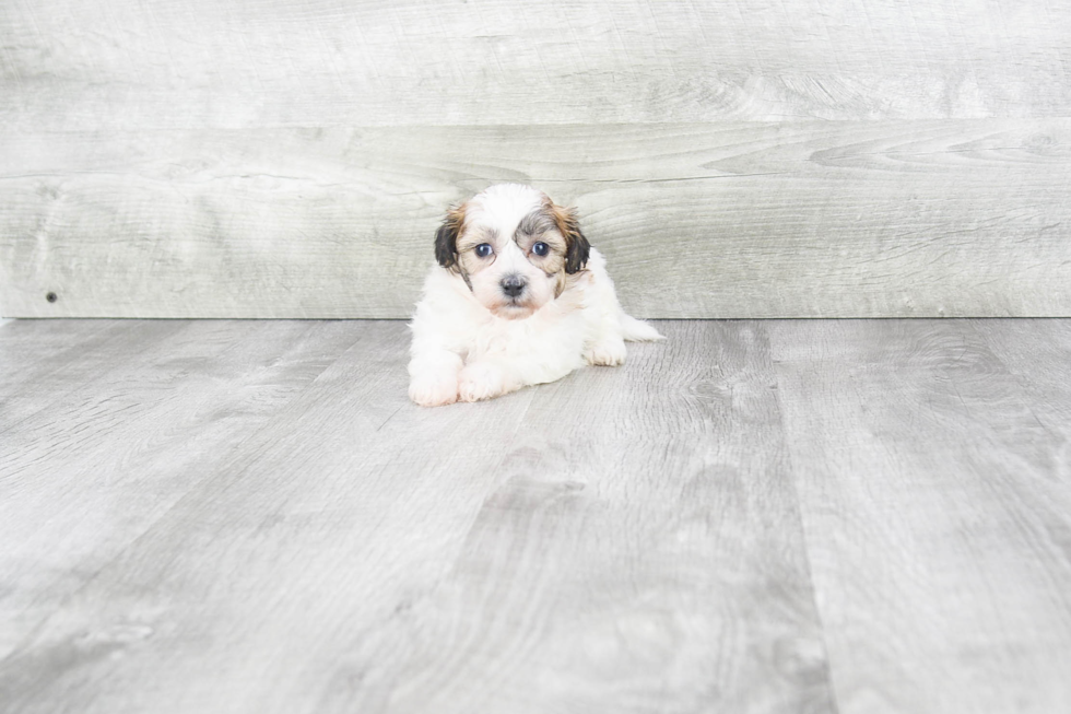 Meet Bailey - our Teddy Bear Puppy Photo 4/4 - Premier Pups